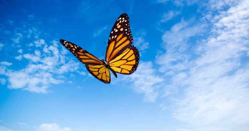 Picture of a monarch butterfly with a blue sky background